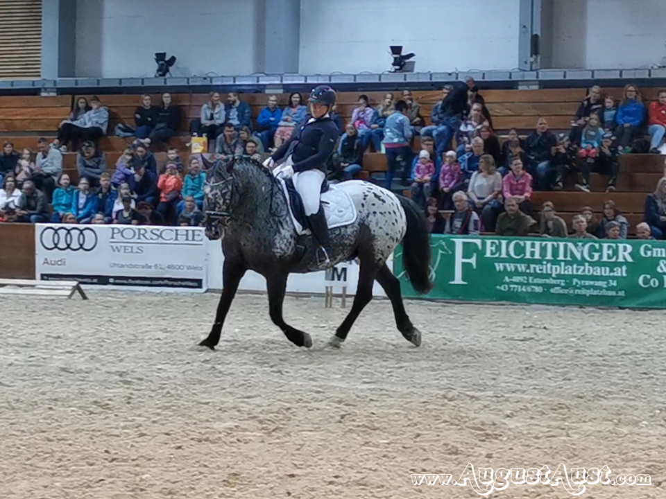 Noriker Dressurprüfung, Pferd Wels. Foto: August Aust Noriker Dressurprüfung, Pferd Wels. Foto: August Aust