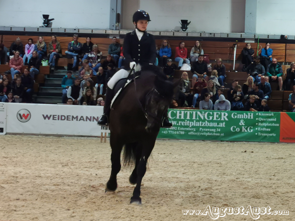 Noriker Dressurprüfung, Pferd Wels. Foto: August Aust Noriker Dressurprüfung, Pferd Wels. Foto: August Aust