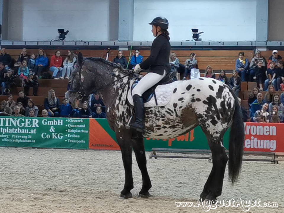 Noriker Dressurprüfung, Pferd Wels. Foto: August Aust Noriker Dressurprüfung, Pferd Wels. Foto: August Aust