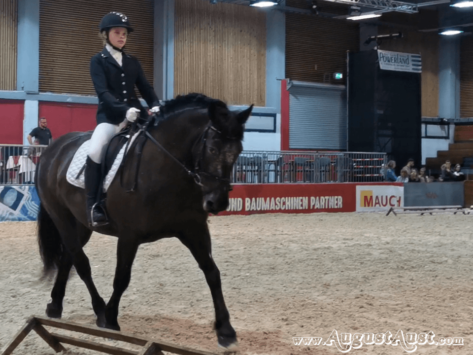 Noriker Dressurprüfung, Pferd Wels. Foto: August Aust Noriker Dressurprüfung, Pferd Wels. Foto: August Aust