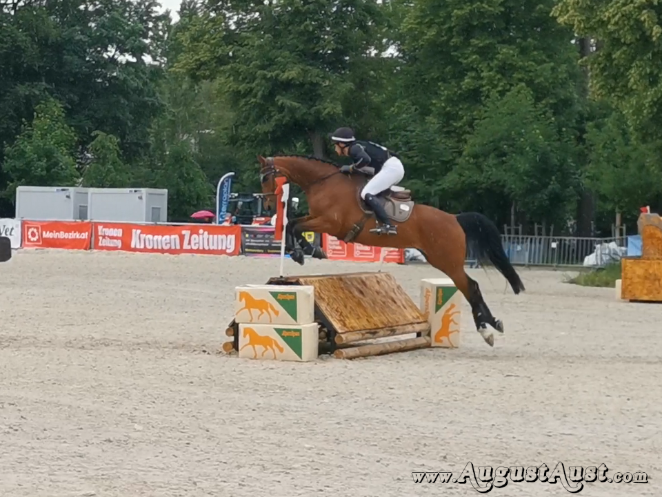 Hallenvielseitigkeit Pferd Wels. Foto: August Aust Hallenvielseitigkeit Pferd Wels. Foto: August Aust