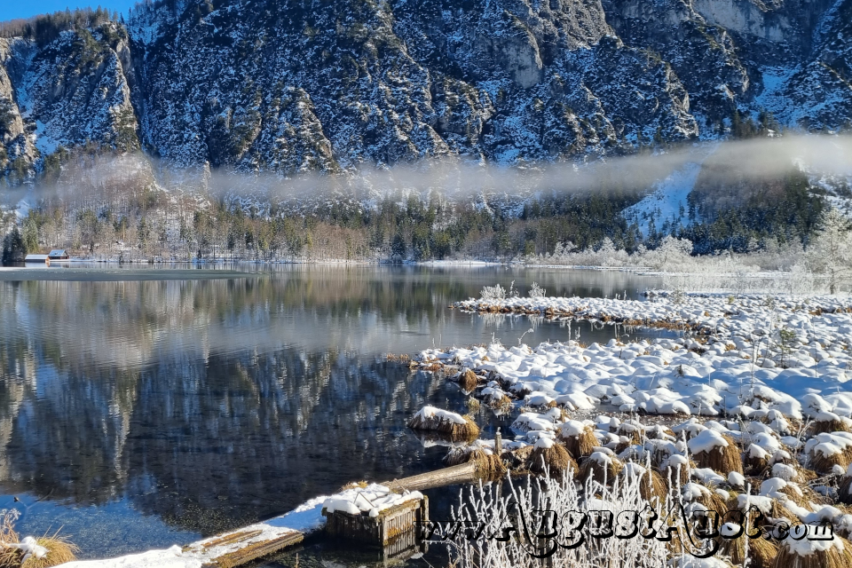 Almsee - Flora und Vegetation. Foto August Aust Almsee - Flora und Vegetation. Foto August Aust