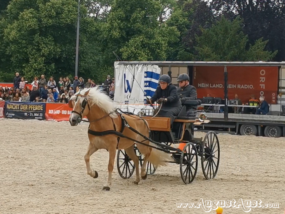 Einspänner Hindernisfahren, Pferd Wels. Foto: August Aust Einspänner Hindernisfahren, Pferd Wels. Foto: August Aust