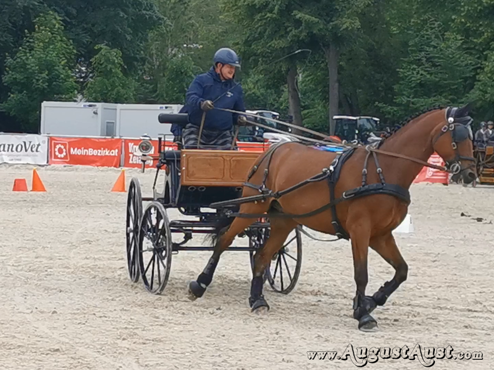 Einspänner Hindernisfahren, Pferd Wels. Foto: August Aust Einspänner Hindernisfahren, Pferd Wels. Foto: August Aust