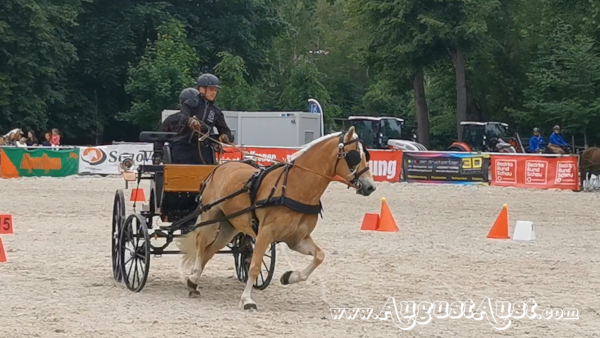 Einspänner Hindernisfahren. Foto: August Aust Einspänner Hindernisfahren. Foto: August Aust
