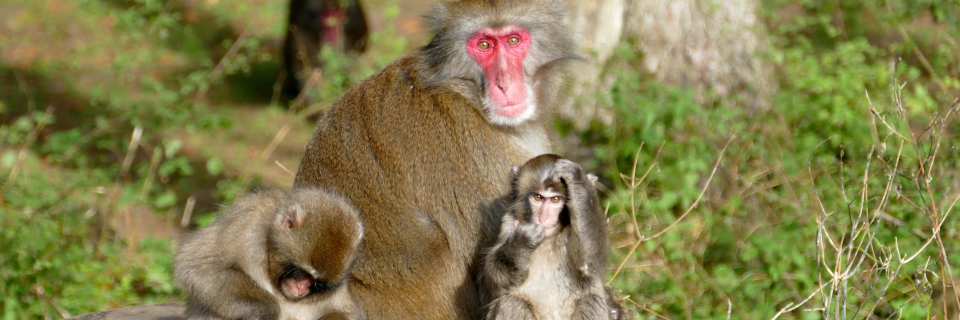 Affenberg Landskron Affenberg Landskron