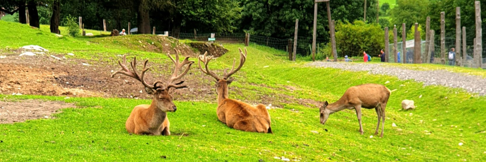 Alpenwildpark Alpenwildpark