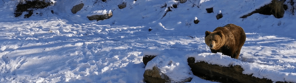 Braunbär im Tierpark Cumberland. Foto August Aust Braunbär im Tierpark Cumberland. Foto August Aust