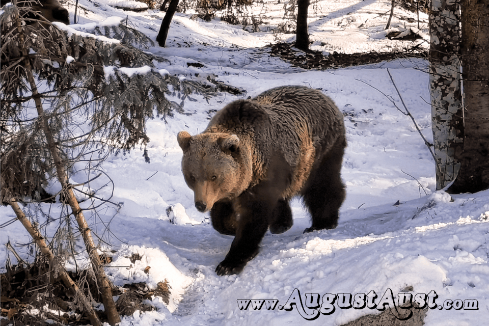 Braunbär, Tierpark Cumberland. Foto August Aust Braunbär, Tierpark Cumberland. Foto August Aust