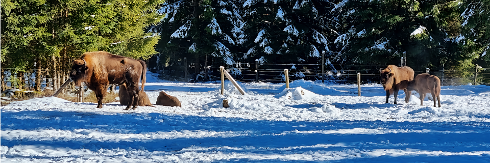 Cumberland Wildpark Grünau. Foto: August Aust Cumberland Wildpark Grünau. Foto: August Aust