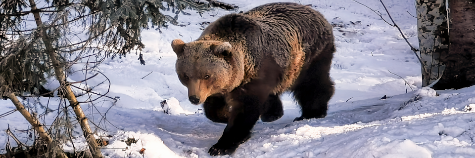 Fotogalerie Cumberland Tierpark Grünau. Foto: August Aust Fotogalerie Cumberland Tierpark Grünau. Foto: August Aust