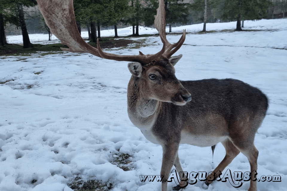Damhirsch, Tierpark Cumberland. Foto August Aust Damhirsch, Tierpark Cumberland. Foto August Aust