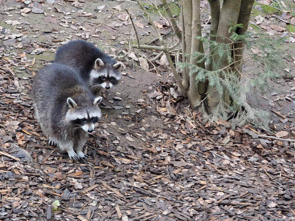 Tierpark Buchenberg, Foto August Aust Tierpark Buchenberg, Foto August Aust