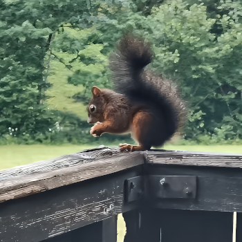 Das Eichhörnchen. Foto: August Aust Das Eichhörnchen. Foto: August Aust