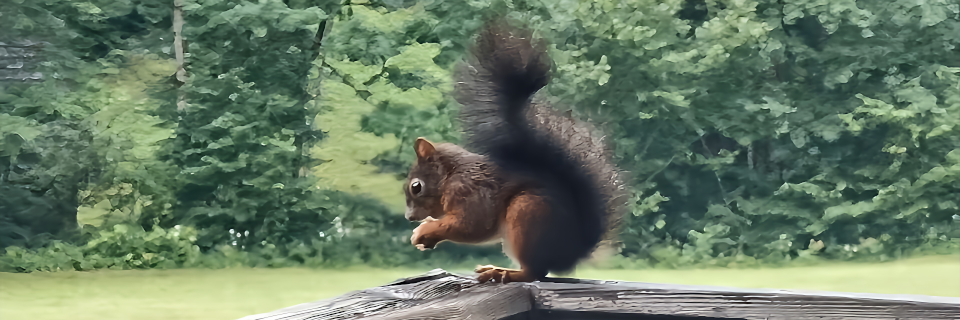 Eichhörnchen. Foto: August Aust Eichhörnchen. Foto: August Aust