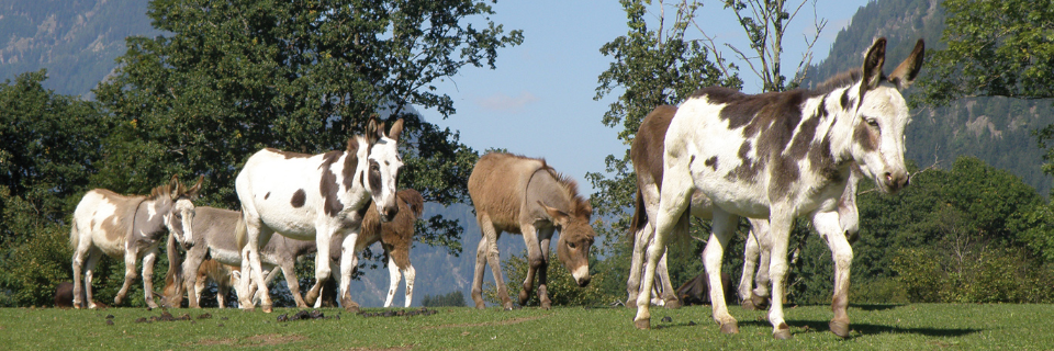 Eselpark - Maltatal Eselpark - Maltatal