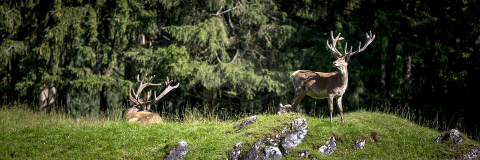 Freizeit- und Wildpark Untertauern Freizeit- und Wildpark Untertauern