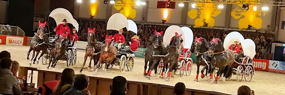 Pferd Wels und Nacht der Pferde. Foto: August Aust Pferd Wels und Nacht der Pferde. Foto: August Aust