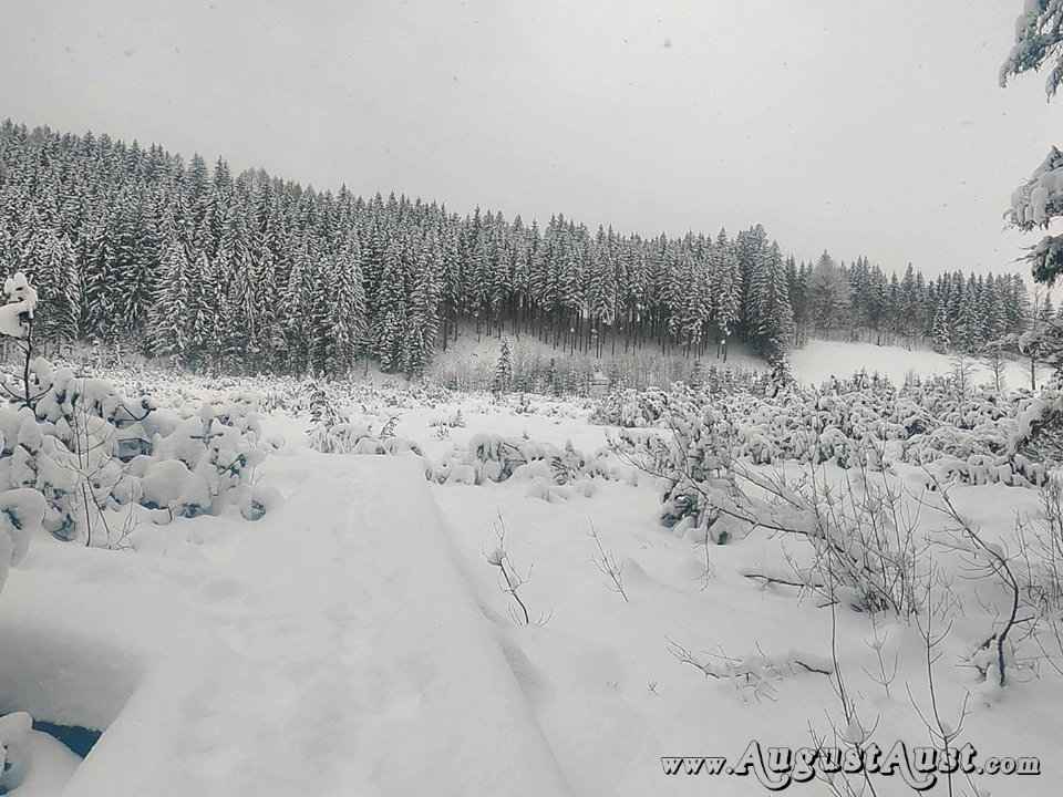Winterwanderung Hochmoor-Leckermoos. Foto: August Aust Winterwanderung Hochmoor-Leckermoos. Foto: August Aust