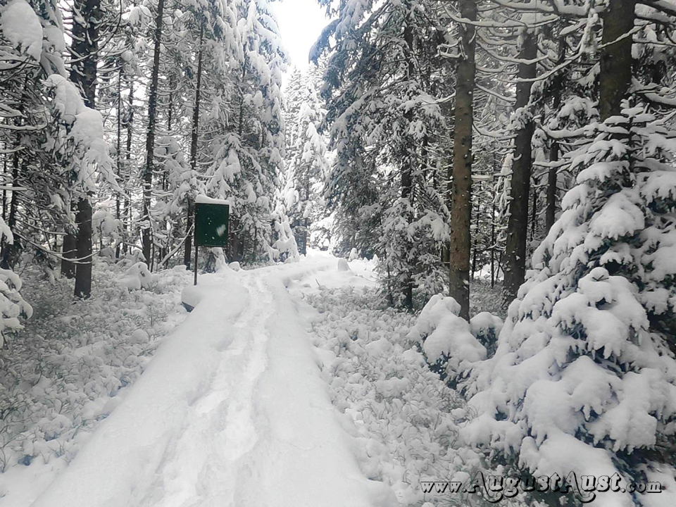 Winterwanderung Hochmoor-Leckermoos. Foto: August Aust