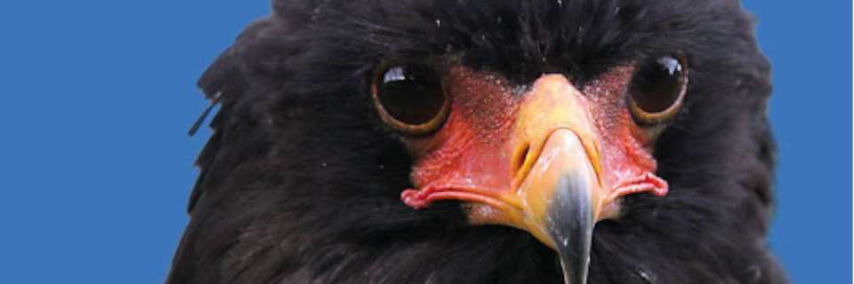 Greifvogelwarte Riegersburg Greifvogelwarte Riegersburg