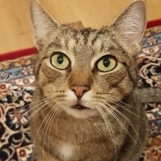 Luis, der Kater Luis, der Kater