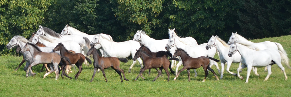 Lipizzanergestüt Piber Lipizzanergestüt Piber