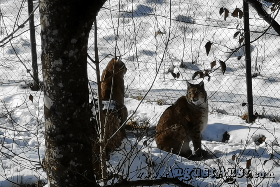 Luchs, Tierpark Cumberland. Foto August Aust Luchs, Tierpark Cumberland. Foto August Aust