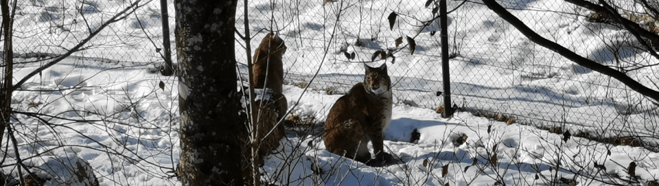 Luchs im Tierpark Cumberland. Foto August Aust Luchs im Tierpark Cumberland. Foto August Aust