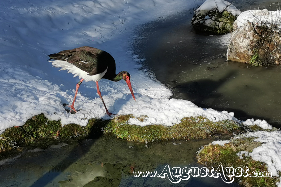 Schwarzstorch, Tierpark Cumberland. Foto August Aust Schwarzstorch, Tierpark Cumberland. Foto August Aust