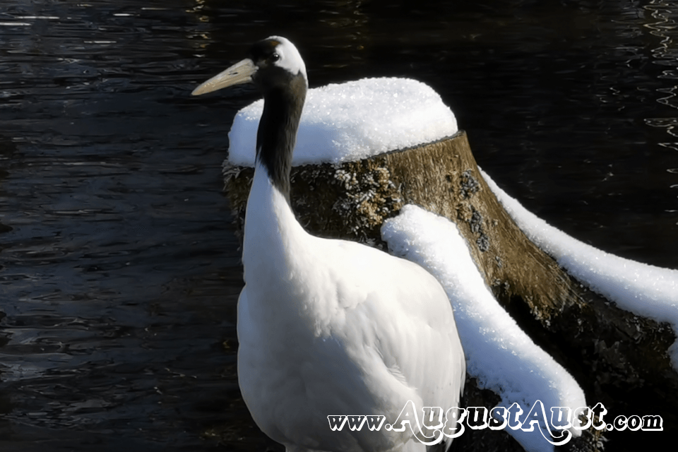 Mandschurenkranich, Tierpark Cumberland. Foto August Aust Mandschurenkranich, Tierpark Cumberland. Foto August Aust