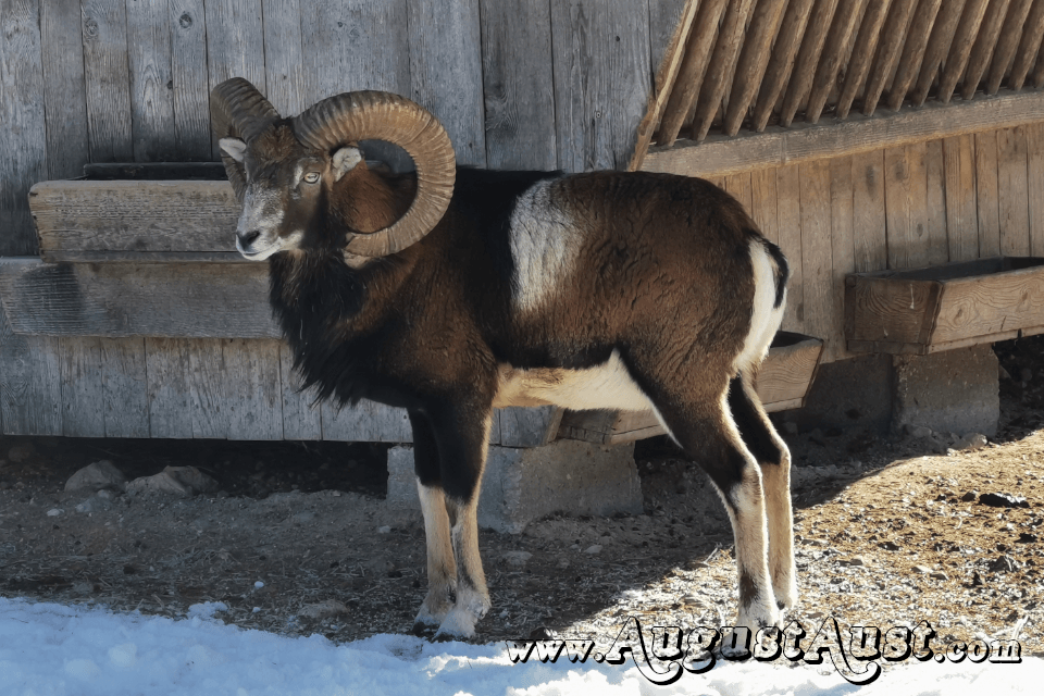 Mufflon, Tierpark Cumberland. Foto August Aust Mufflon, Tierpark Cumberland. Foto August Aust