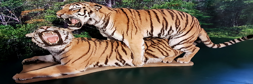 Naturkundemuseum Graz. Foto: August Aust Naturkundemuseum Graz. Foto: August Aust