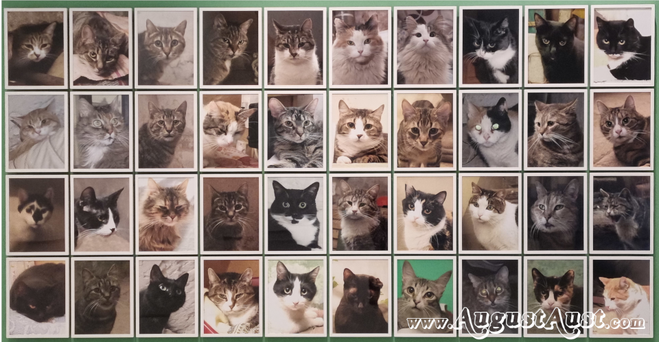 Hermitage Cats. Foto: August Aust Hermitage Cats. Foto: August Aust