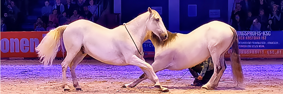 Pferde Wels. Nacht der Pferde. Pferde Wels. Nacht der Pferde.