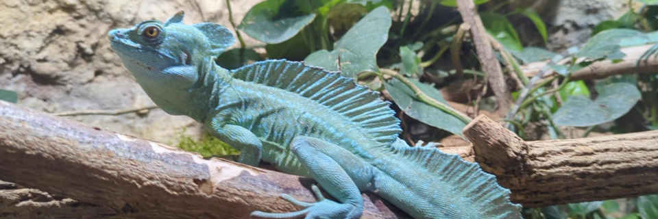 Reptilienzoo Forchtenstein. Foto: August Aust Reptilienzoo Forchtenstein. Foto: August Aust