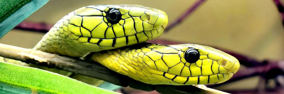 Reptilienzoo Nockalm Reptilienzoo Nockalm