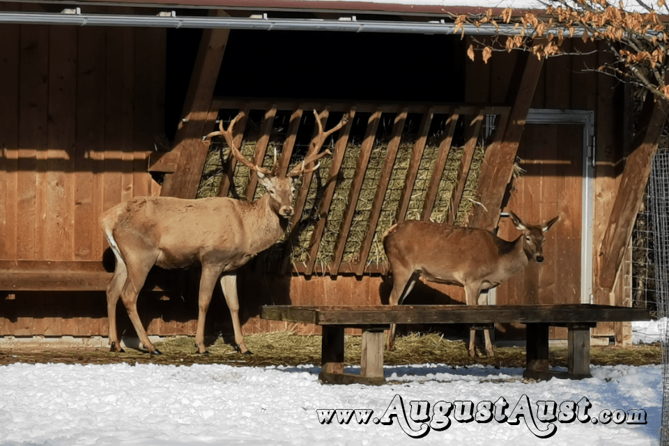 Rothirsch, Tierpark Cumberland. Foto August Aust Rothirsch, Tierpark Cumberland. Foto August Aust