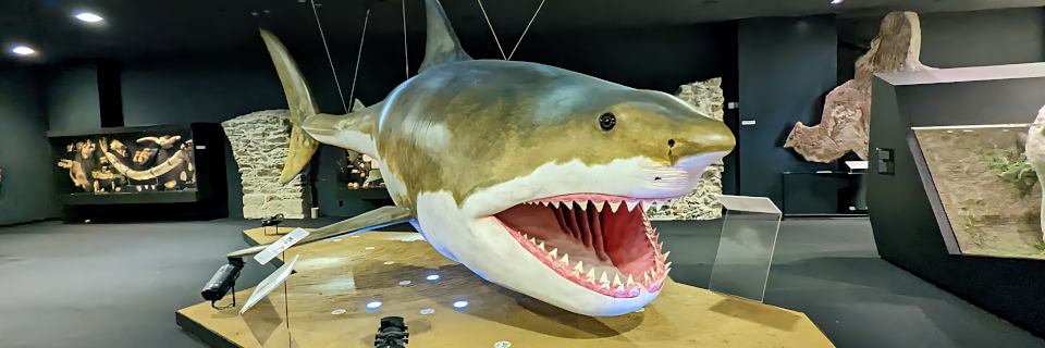 Schlossmuseum Linz. Foto: August Aust Schlossmuseum Linz. Foto: August Aust