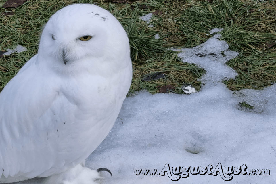 Schnee-Eule, Tierpark Cumberland. Foto August Aust Schnee-Eule, Tierpark Cumberland. Foto August Aust