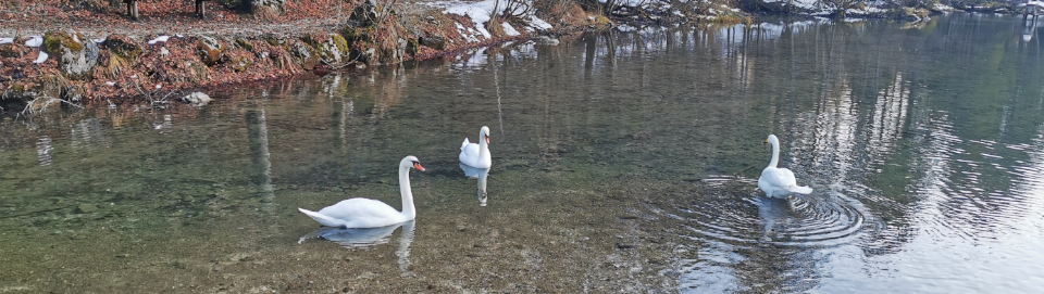 Singschwan im Tierpark Cumberland. Foto August Aust Singschwan im Tierpark Cumberland. Foto August Aust
