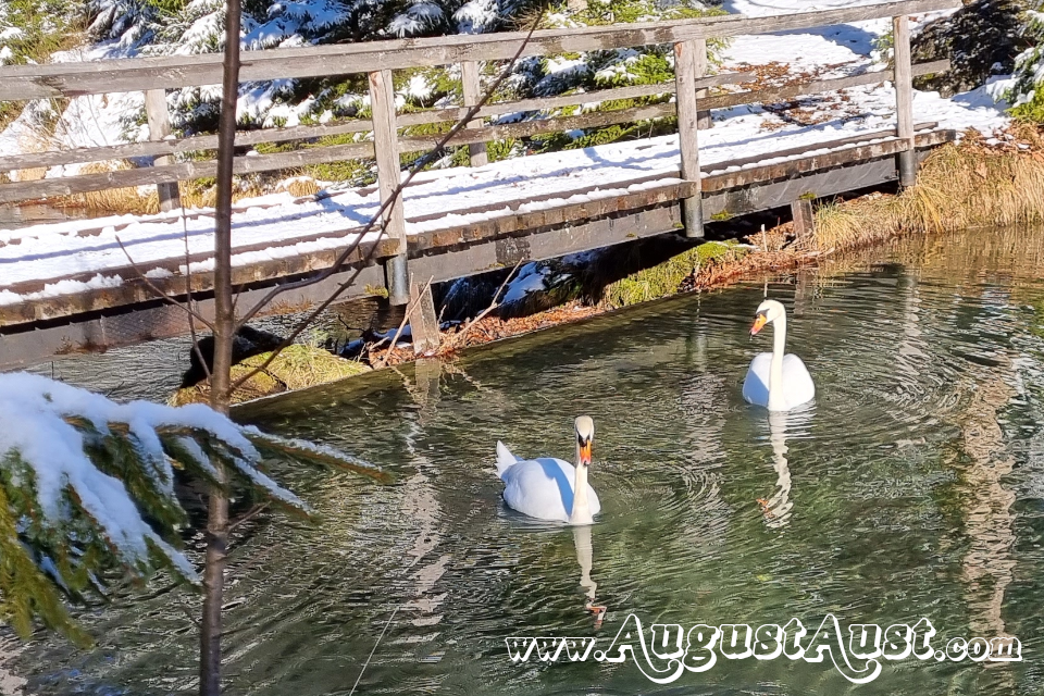 Singschwan, Tierpark Cumberland. Foto August Aust Singschwan, Tierpark Cumberland. Foto August Aust