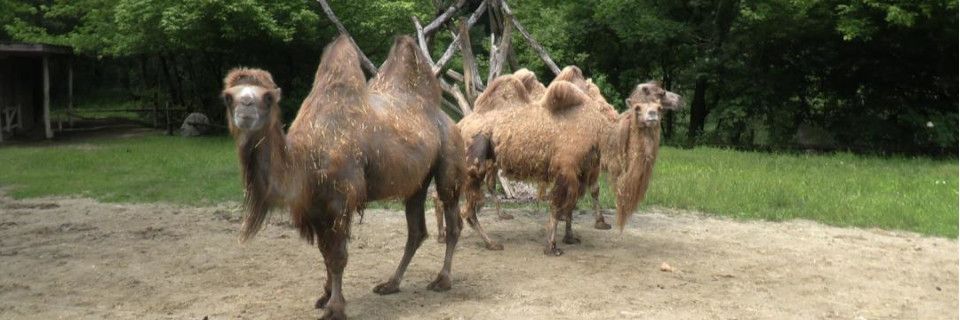 Tierpark Stadt Haag. Foto: August Aust Tierpark Stadt Haag. Foto: August Aust