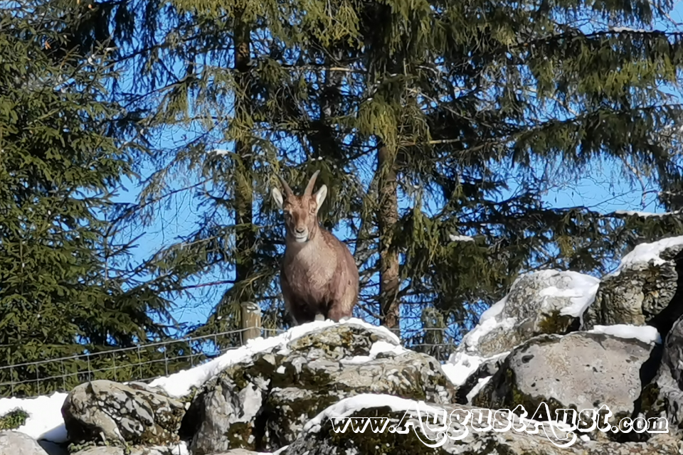 Steinbock, Tierpark Cumberland. Foto August Aust Steinbock, Tierpark Cumberland. Foto August Aust