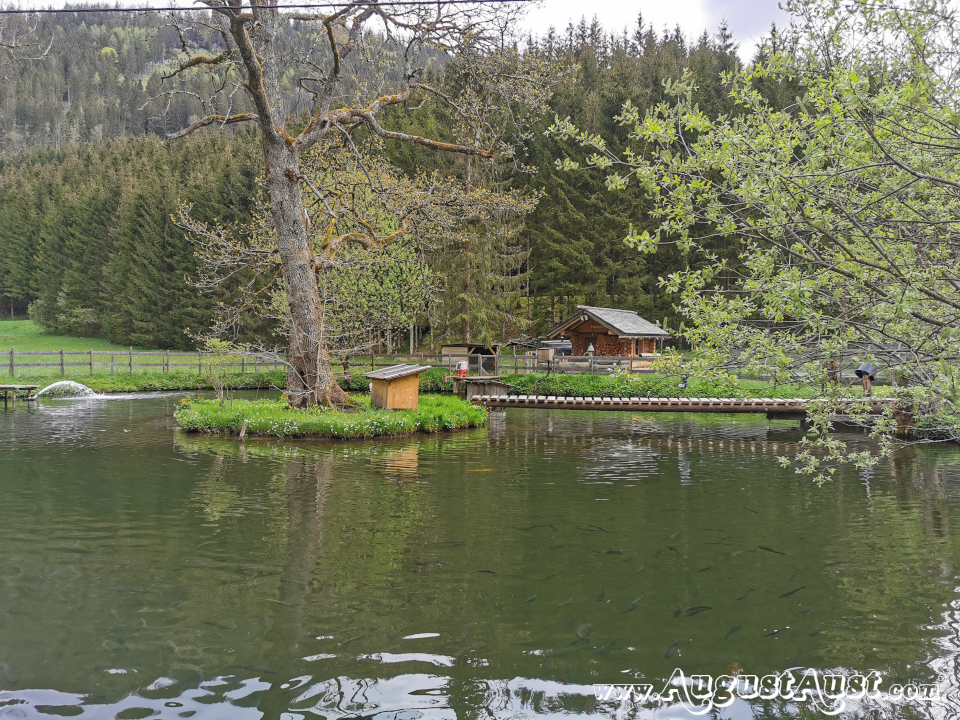 Fischteich Mendlingtal, Lassing. Foto: August Aust Fischteich Mendlingtal, Lassing. Foto: August Aust