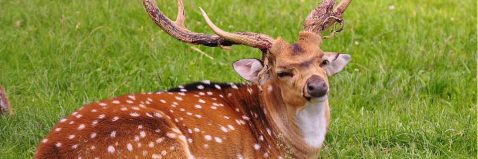 Tier-, Wild- u. Spielpark Preding Tier-, Wild- u. Spielpark Preding