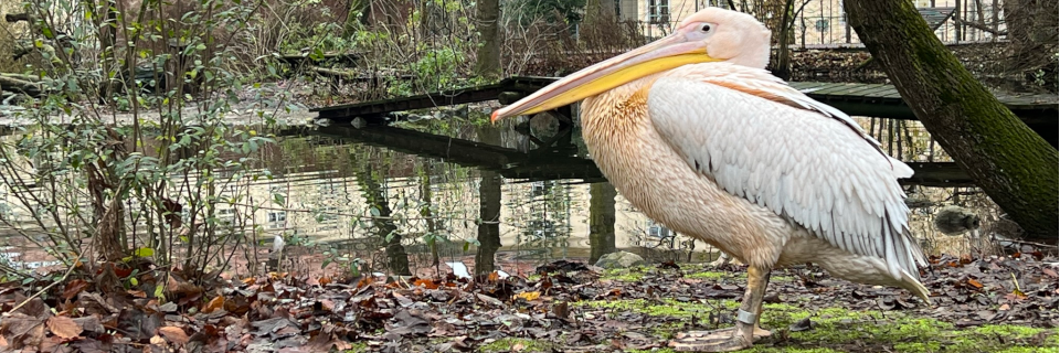 Tiergarten Wels Tiergarten Wels