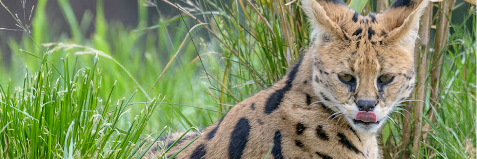 Tierparks und Zoos in Oberösterreich Tierparks und Zoos in Oberösterreich