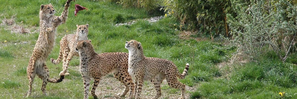 Tierwelt Herberstein Tierwelt Herberstein