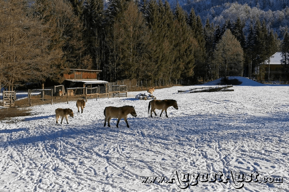 Urwildpferde, Tierpark Cumberland. Foto August Aust Urwildpferde, Tierpark Cumberland. Foto August Aust